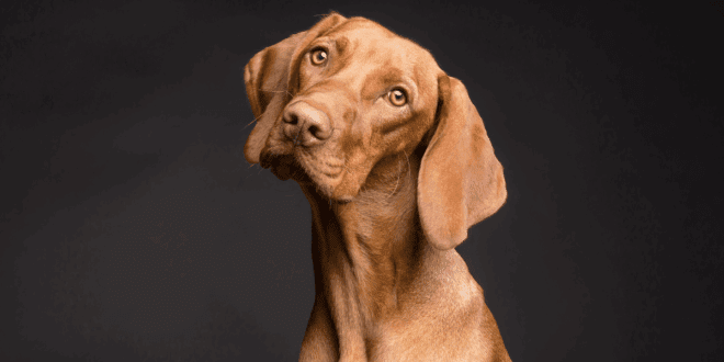 Dermatologia veterinária ganha precisão com integração entre clínica e histopatologia