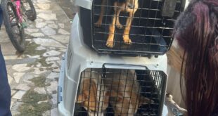 Ação conjunta resgata seis animais em situação de maus-tratos em Vitória