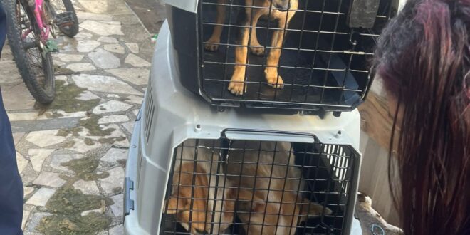 Ação conjunta resgata seis animais em situação de maus-tratos em Vitória