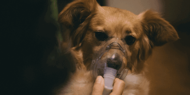 Saúde animal no outono exige cuidados redobrados com alergias e doenças respiratórias