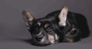 Dor em cães: um problema silencioso que afeta a saúde e o bem-estar dos pets