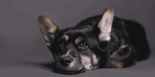 Dor em cães: um problema silencioso que afeta a saúde e o bem-estar dos pets