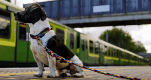 Transporte público em SP permite pets com regras específicas