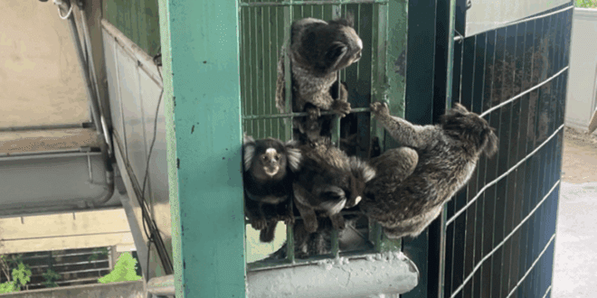 ViaMobilidade resgata quase 150 animais nas linhas 8-Diamante e 9-Esmeralda em três anos