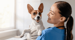 Diabetes em cães e gatos exige atenção dos tutores