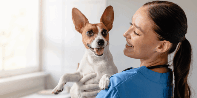 Diabetes em cães e gatos exige atenção dos tutores