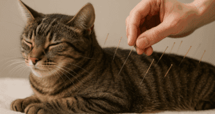 Como a acupuntura pode melhorar a vida dos animais