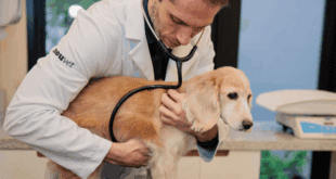 Câncer em pets: detecção precoce é essencial para o sucesso do tratamento