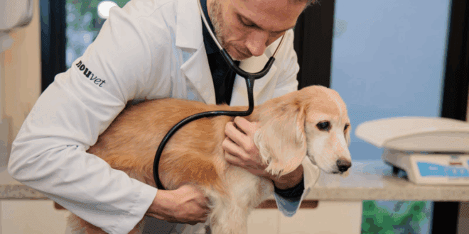 Câncer em pets: detecção precoce é essencial para o sucesso do tratamento