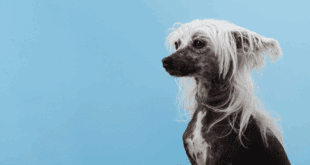 Alopecia X em cães: condição causa perda de pelo sem coceira ou inflamação