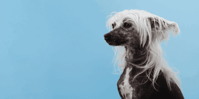 Alopecia X em cães: condição causa perda de pelo sem coceira ou inflamação