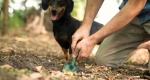 Sustentabilidade: Como ser mais sustentável cuidando dos pets?