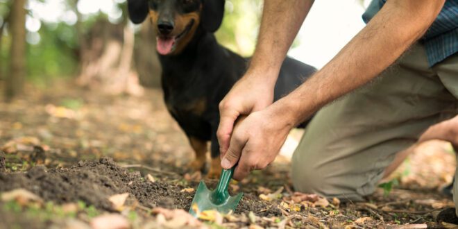 Sustentabilidade: Como ser mais sustentável cuidando dos pets?