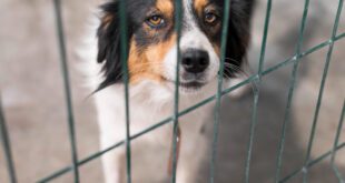 Como identificar se o pet está sofrendo maus tratos em casa ou na vizinhança?