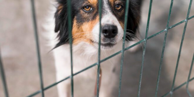 Como identificar se o pet está sofrendo maus tratos em casa ou na vizinhança?