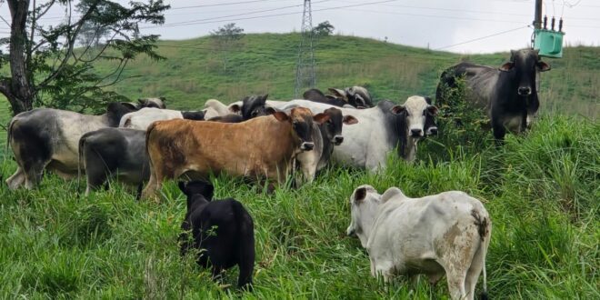 Polícia Civil recupera 19 cabeças de gado furtadas em Alegre no interior do Espírito Santo