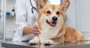 Como funciona o transplante fecal em cães e gatos? – Portal Cães e Gatos