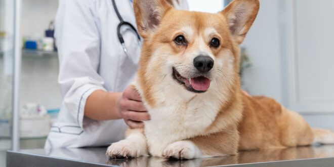 Como funciona o transplante fecal em cães e gatos? – Portal Cães e Gatos