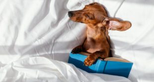 Descubra por que os cães dormem no travesseiro dos seus donos! – Portal Cães e Gatos
