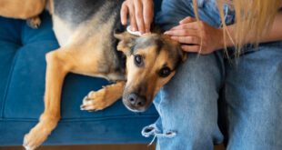 Feridas que não cicatrizam acendem alerta para doenças silenciosas em pets idosos