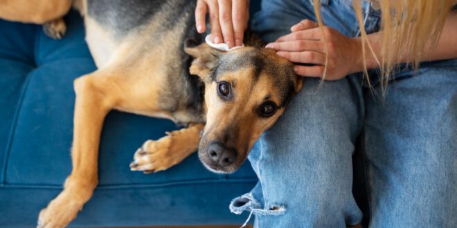 Feridas que não cicatrizam acendem alerta para doenças silenciosas em pets idosos