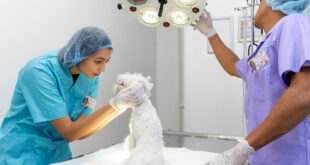 No Reino Unido, 1 em cada 5 veterinários utiliza Inteligência Artificial no trabalho