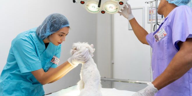 No Reino Unido, 1 em cada 5 veterinários utiliza Inteligência Artificial no trabalho
