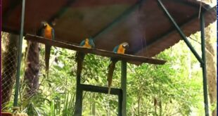 Araras-canindés retornam ao Rio de Janeiro após mais de 200 anos