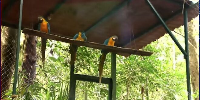 Araras-canindés retornam ao Rio de Janeiro após mais de 200 anos