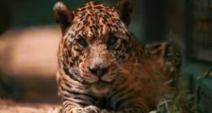 Aos 25 anos, onça-pintada mais velha do mundo em cativeiro morre
