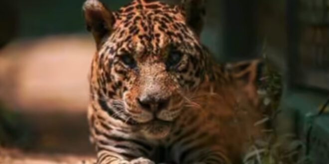 Aos 25 anos, onça-pintada mais velha do mundo em cativeiro morre