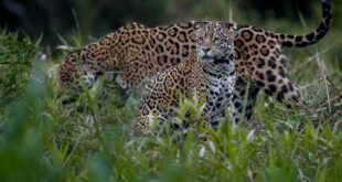 Onça-pintada Miranda, que sobreviveu aos incêndios do Pantanal, dá a luz