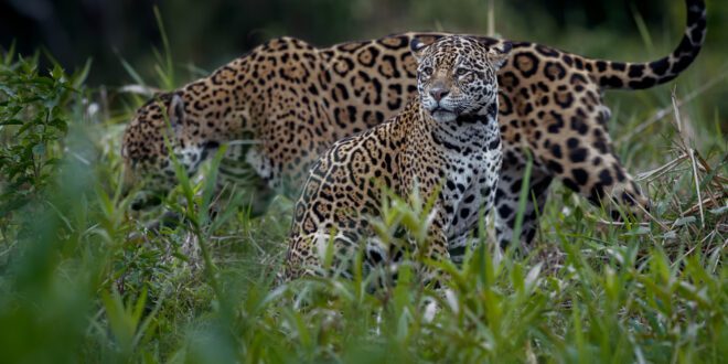 Onça-pintada Miranda, que sobreviveu aos incêndios do Pantanal, dá a luz
