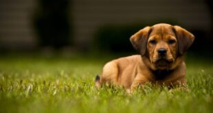 Número de cães jovens com osteoartrite aumenta e requer atenção