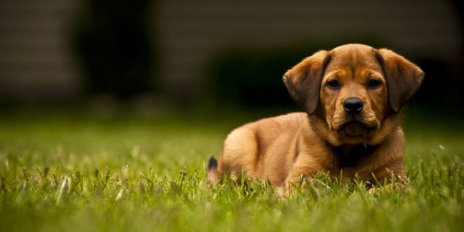 Número de cães jovens com osteoartrite aumenta e requer atenção
