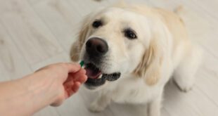Nutracêuticos no tratamento da Displasia Coxofemoral em Cães