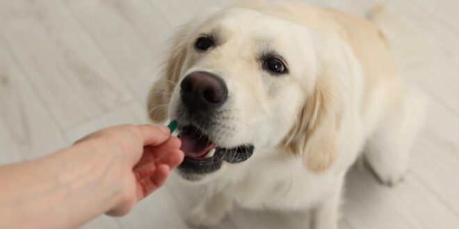 Nutracêuticos no tratamento da Displasia Coxofemoral em Cães