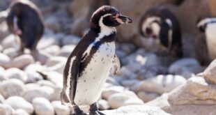 Pinguim é flagrado nadando na Praia do Arpoador, no RJ