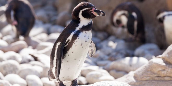 Pinguim é flagrado nadando na Praia do Arpoador, no RJ
