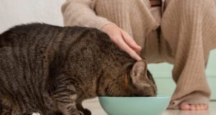 Como escolher a dieta para gatos com enteropatia crônica?