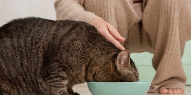 Como escolher a dieta para gatos com enteropatia crônica?