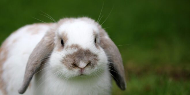 Cuidados ortopédicos em animais não convencionais requerem atenção especializada – Portal Cães e Gatos