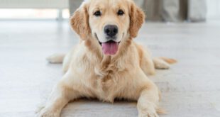 Como prevenir as doenças ortopédicas em cães e gatos