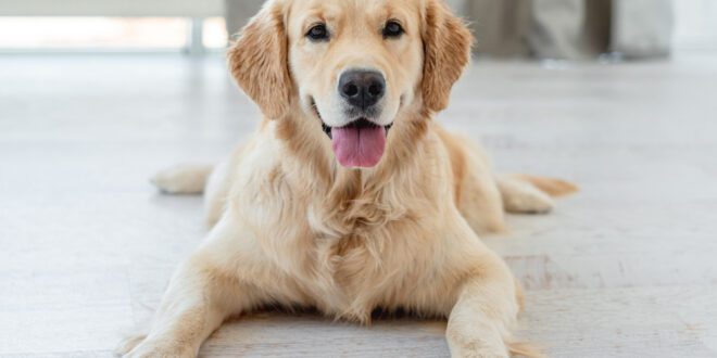 Como prevenir as doenças ortopédicas em cães e gatos