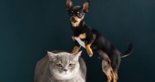 Animais deixam de ser considerados objetos no Novo Código Civil