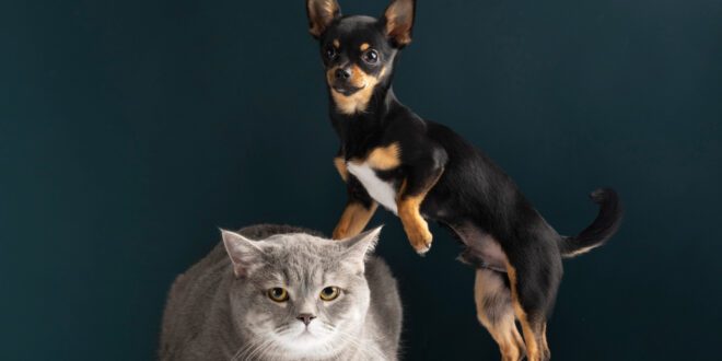 Animais deixam de ser considerados objetos no Novo Código Civil
