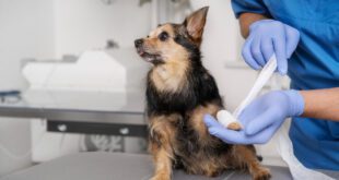 Para ajudar no tratamento de feridas, startup cria biocurativo com pele de cachorro