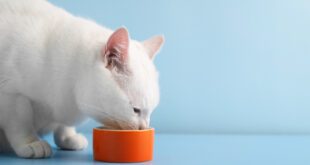 Gatos idosos também precisam de nova dieta — Entenda o motivo