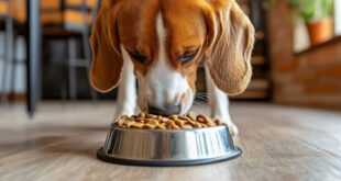 Produção de alimentos no mercado pet prioriza matérias-primas voltadas ao bem-estar dos animais