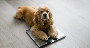 Castrar engorda? Efeito da castração na obesidade canina depende do porte e da raça, revela estudo